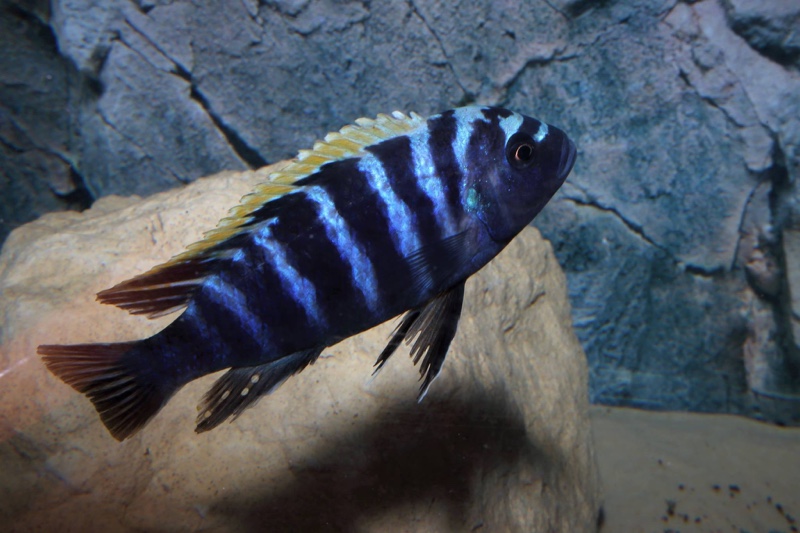 Cynotilapia zebroides 'Ndonga (South)'